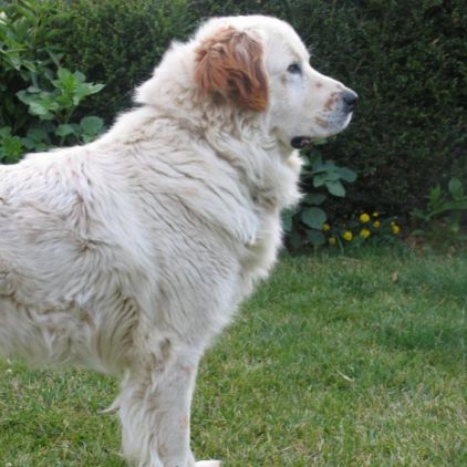 Photo de Migou, Montagne des Pyr�n�es crois� Epagneul breton