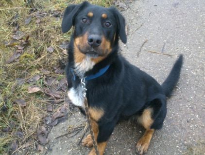 Photo de Chance, Beauceron crois� Bouvier bernois