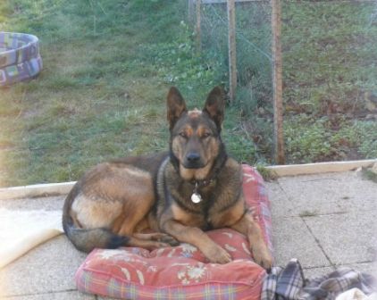 Photo de Chiinkyzz, Berger Belge Malinois crois� Beauceron