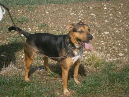 Photo de Droopy, American Staffordshire terrier crois� Beauceron