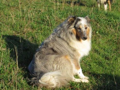 Photo de Blublue, Shetland pure race