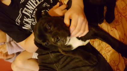 Photo de Myrza, Bouledogue fran�ais crois� Cane Corso