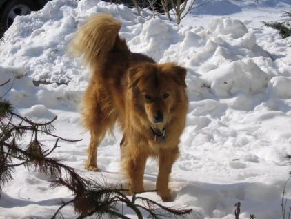 Photo de Chouket, Golden Retriever crois� Chow-chow