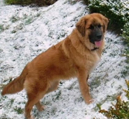 Photo de Boomer, Golden Retriever crois� Saint-bernard