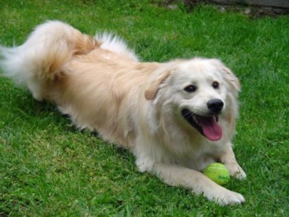 Photo de Chico, Esquimau am�ricain crois� Golden Retriever