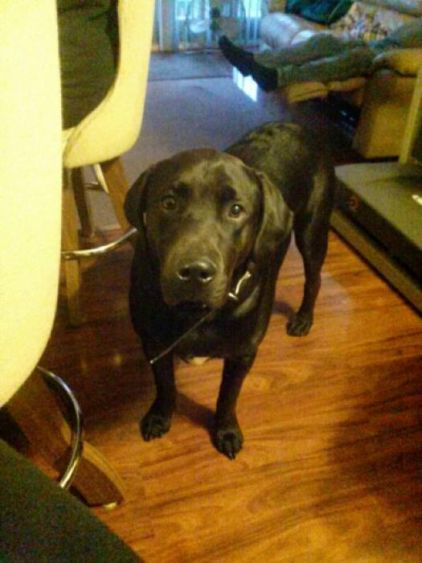 Photo de Rocky, Labrador Retriever pure race