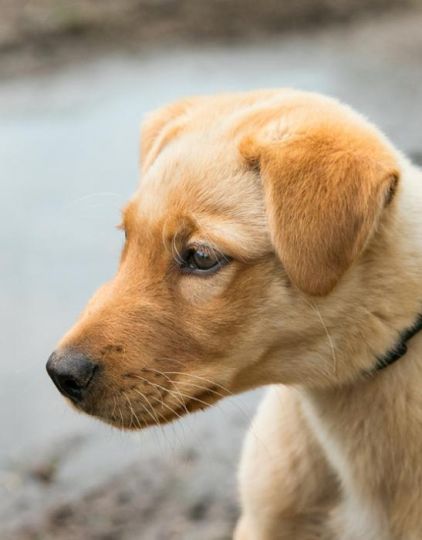 Photo de Junior, Labrador Retriever crois� Golden Retriever