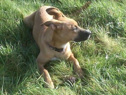 Photo de HISCA, Beauceron crois� Berger Belge Malinois