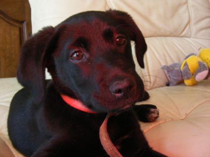 Photo d'Isis, corniaud Labrador Retriever Braque allemand