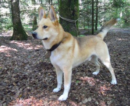 Photo d'ATCHI, Shiba Inu crois�