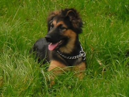 Photo de Horka, Berger Belge Tervueren crois� Labrador Retriever