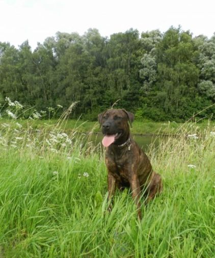 Photo de Ta�la, American Staffordshire terrier crois�