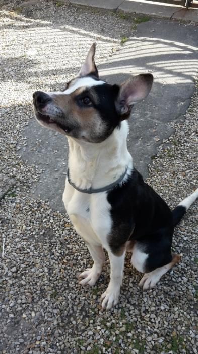Photo de Gims, Basenji crois�