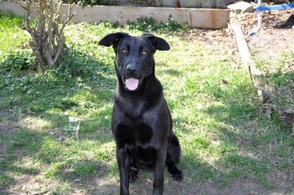 Photo de Skunk, Beauceron crois� Terre-neuve