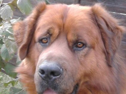 Photo de Tuco, Saint-bernard crois� Terre-neuve