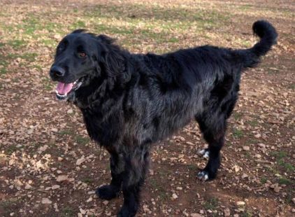 Photo de Max, Terre-neuve crois� Labrador Retriever