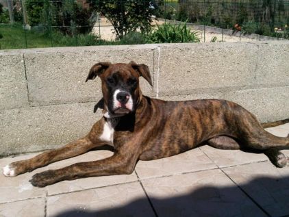 Photo de Sam, Boxer crois� American Staffordshire terrier