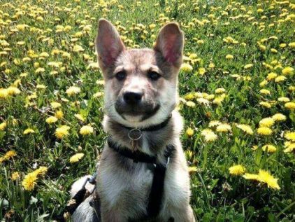 Photo de Kalinka, Akita crois� Berger Belge Malinois