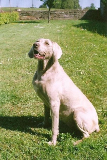 Photo de Lou, Braque de Weimar pure race