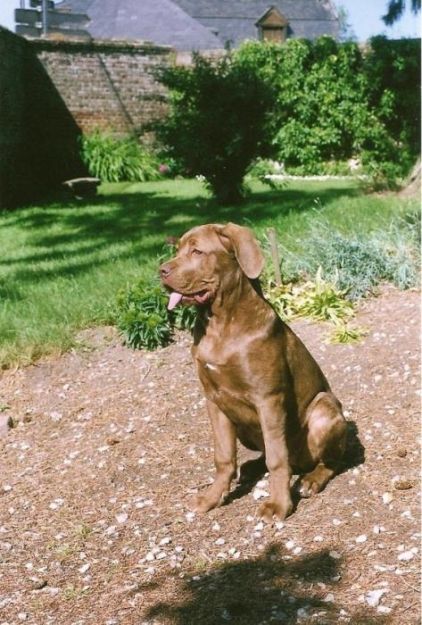 Photo de Douzia, Cane Corso pure race