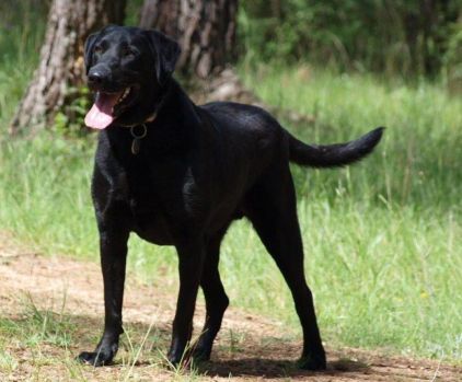 Photo de Eagles, corniaud Labrador Retriever Berger Belge Malinois