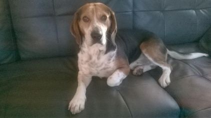 Photo de Dreck, Beagle crois� Braque allemand