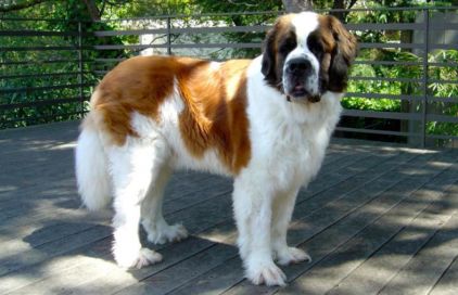 Photo de Joey, Saint-bernard pure race
