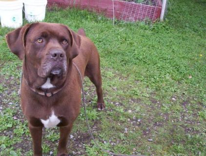 Photo de Bullet, Boxer crois� Labrador Retriever