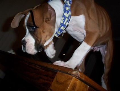 Photo de Zepy, Boxer pure race