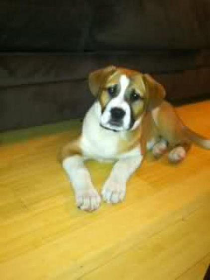Photo d'Aruk, Saint-bernard crois� Labrador Retriever