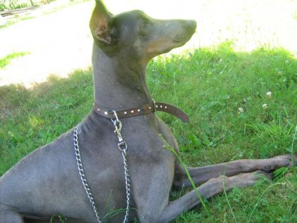 Photo de Mya, Dobermann pure race