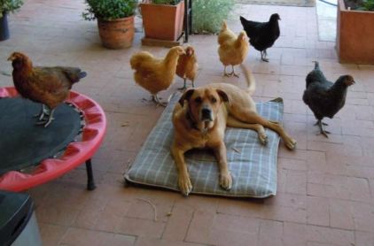 Photo de Lako, Rhodesian ridgeback crois� Labrador Retriever