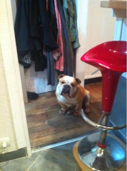 Photo de Marcus, Bulldog Anglais pure race