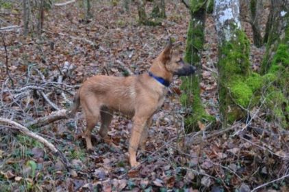 Photo de Ralph, Berger Belge Malinois pure race
