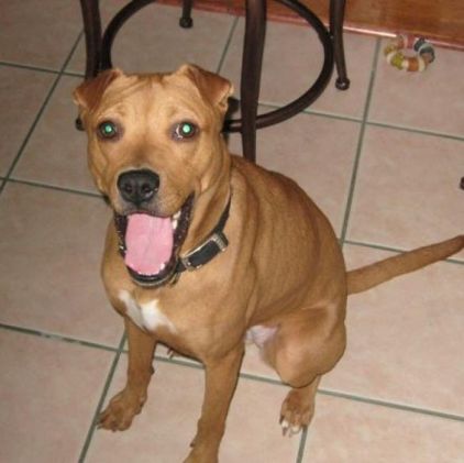 Photo de Woogie, Shar Pei crois� Boxer