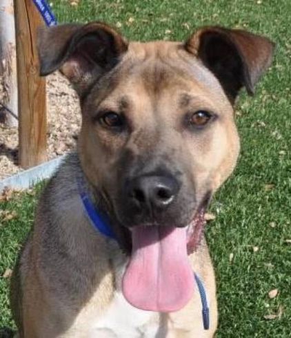 Photo de Gus, Shar Pei crois� Berger Allemand