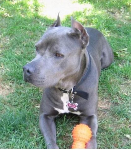 Photo de Bella, Cane Corso crois� Pitbull