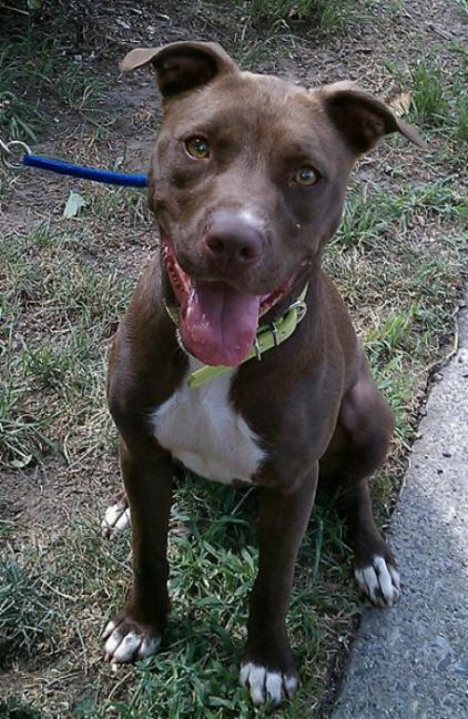 Photo de Laki, Labrador Retriever crois� Pitbull