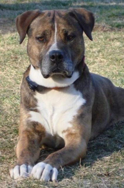 Photo de Titan, Labrador Retriever crois� Pitbull