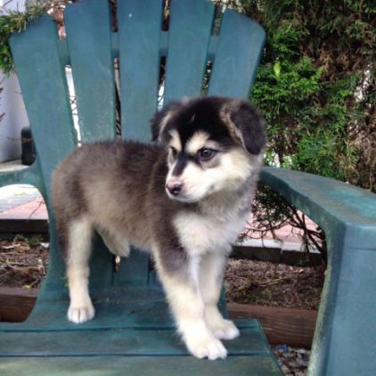 Photo de Kyra, Husky crois� Montagne des Pyr�n�es