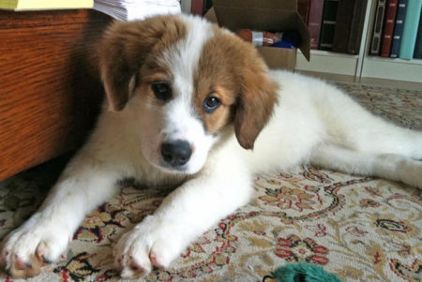 Photo de Penny, corniaud Border Collie Montagne des Pyr�n�es