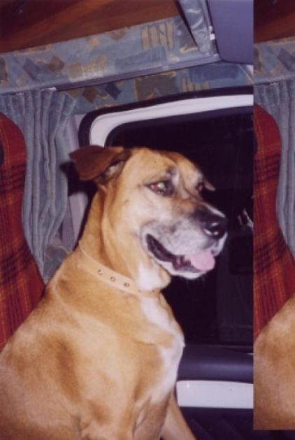 Photo d'Ulane, Boxer crois� Berger Allemand