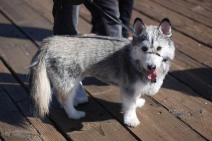 Photo de Corgus, Welsh Corgi Pembroke crois� Husky