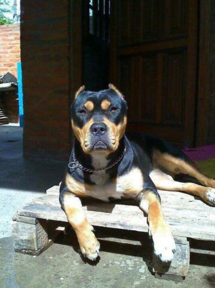 Photo de Molus, Rottweiler crois� Pitbull