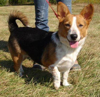 Photo de Bonus, Welsh Corgi Pembroke crois� Beagle