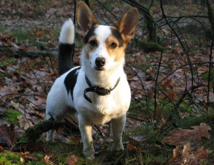 Photo d'Hash, Welsh Corgi Pembroke crois� Jack Russell terrier