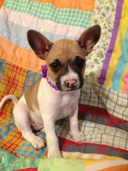 Photo de Boulette, Bouledogue fran�ais crois� Chihuahua
