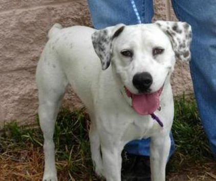 Photo de Getro, Dalmatien crois� Pitbull