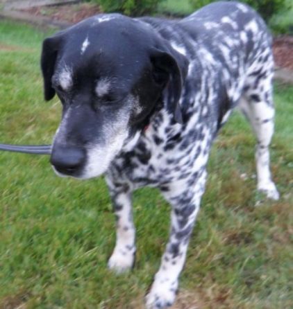 Photo de Dan, Dalmatien crois� Labrador Retriever