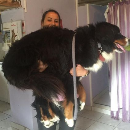 Photo de Gabana, Bouvier bernois pure race